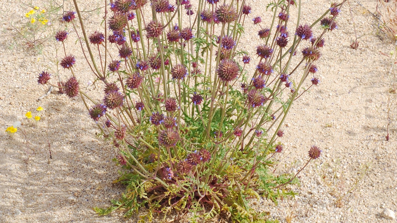 Green leaves at base of plant with long stems and clumped purple flowers. 