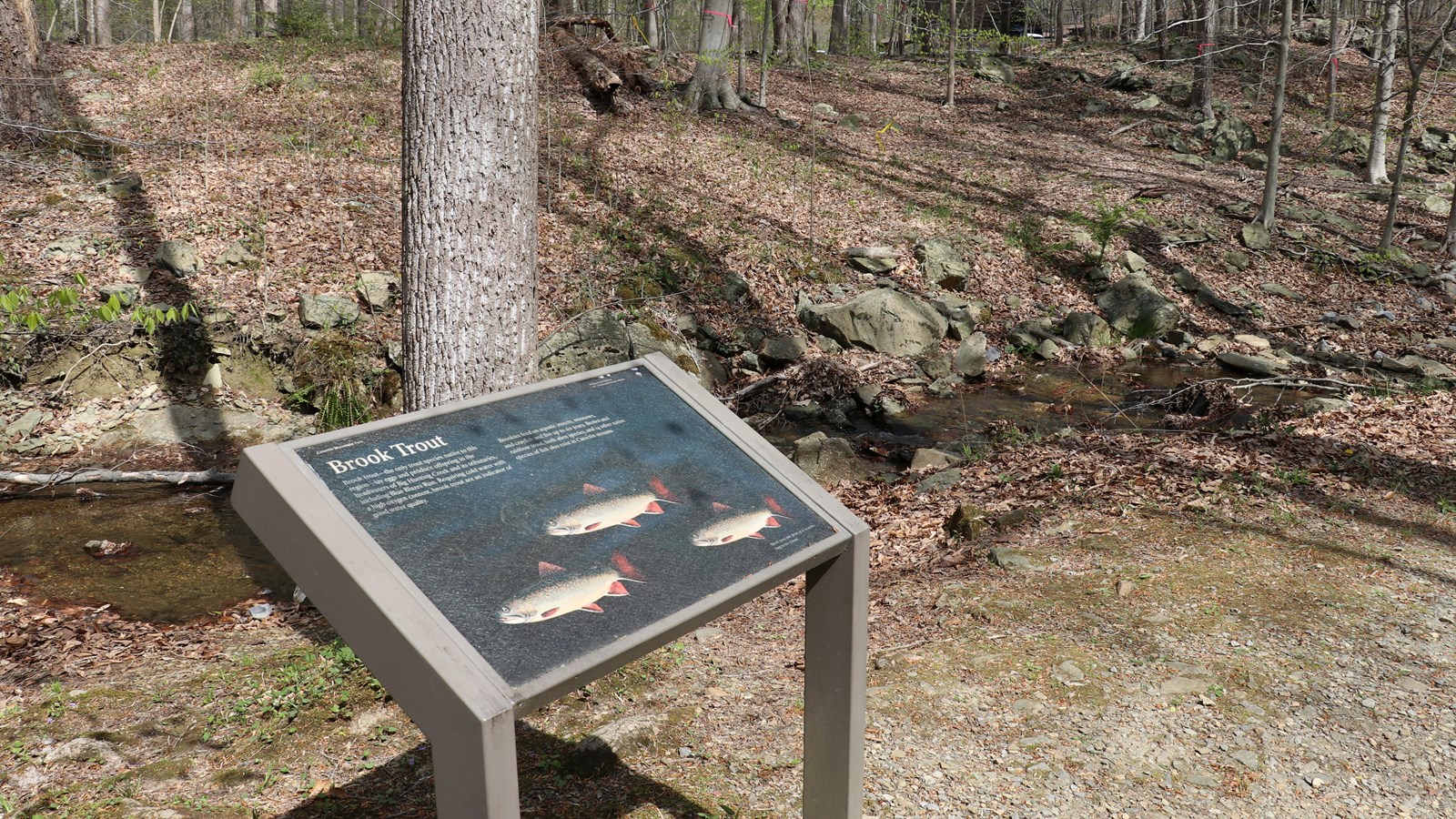 A wayside panel along a stream, describing the ecology of brook trout.