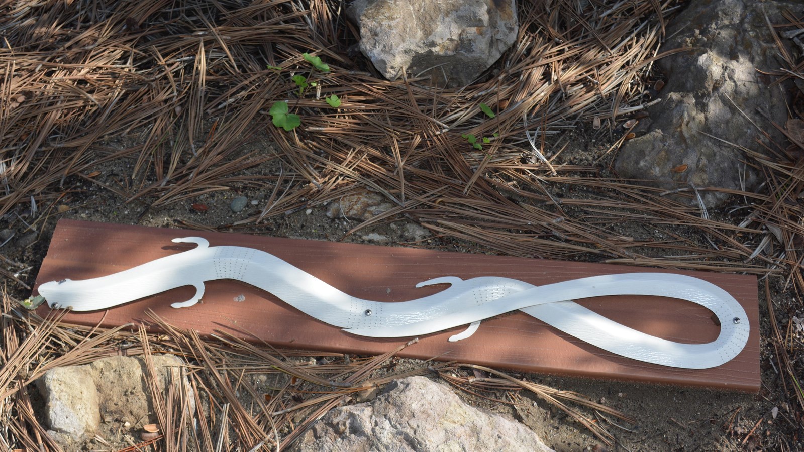 The sculpture of the Channel Islands Slender Salamander has a very snakelike, slim body that extends