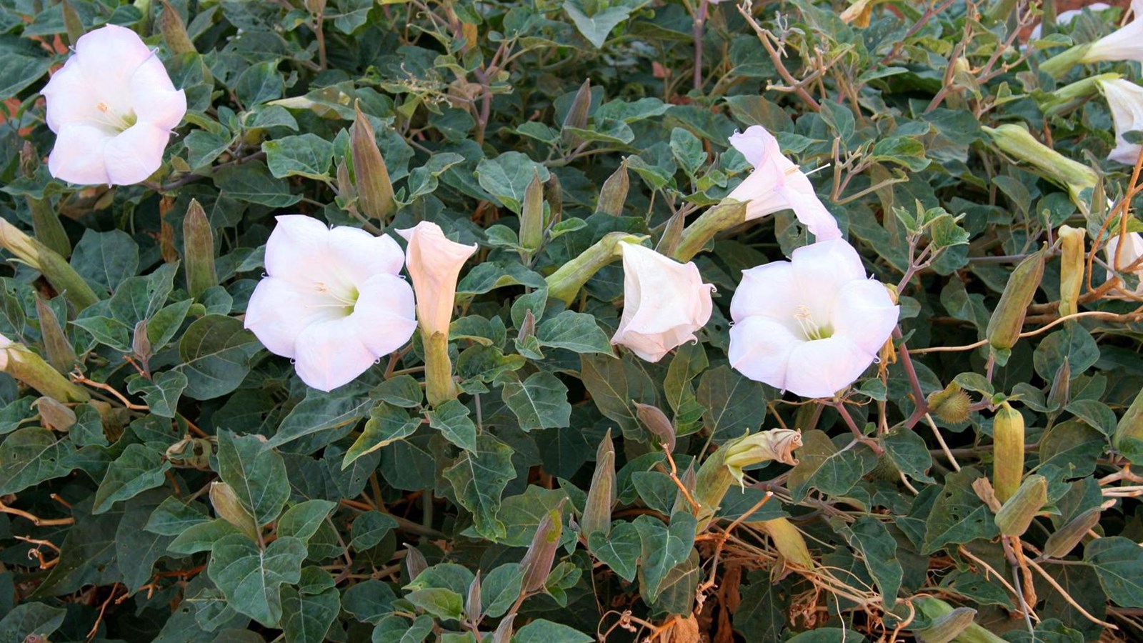 Large green leaved plant with large white cup-shaped flowers.