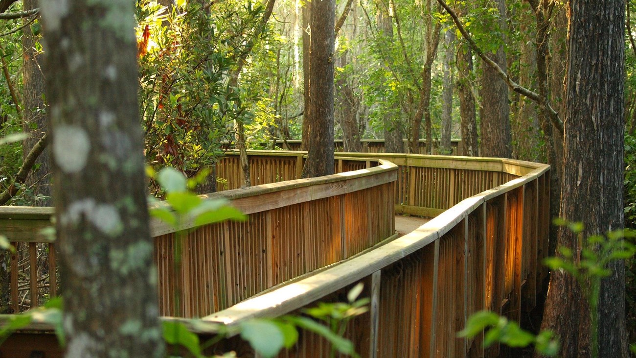 Boardwalk in between large cypress trees