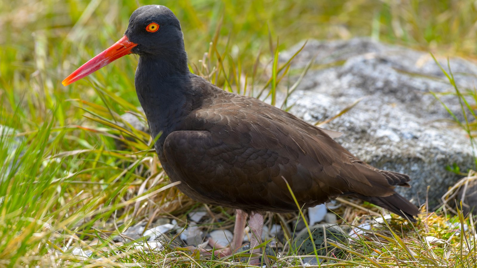 Black oystercatcher among grass and rock, standing on a nest of broken shells, one egg visible.