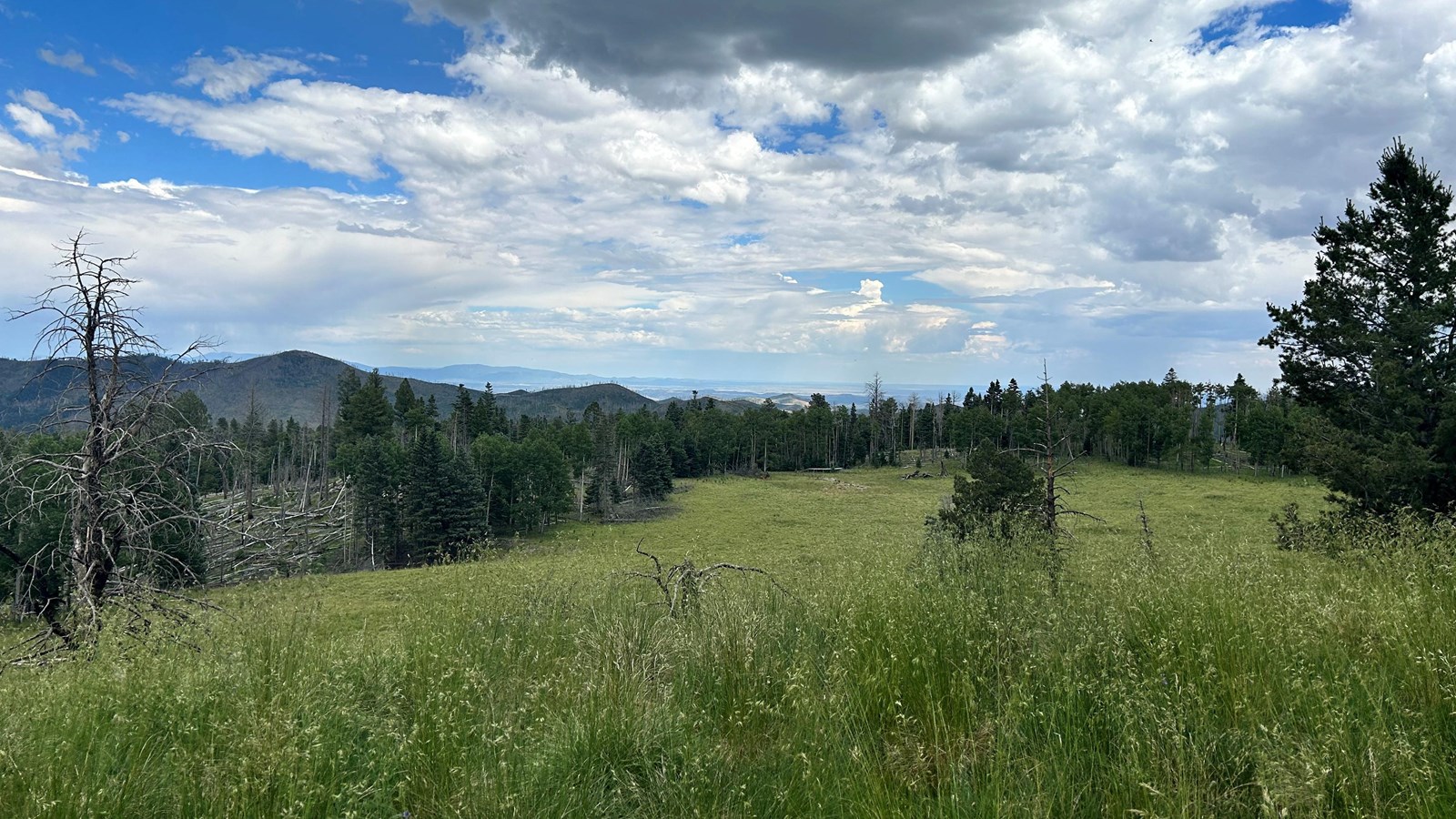 Looking across a meadow and distant mountains.