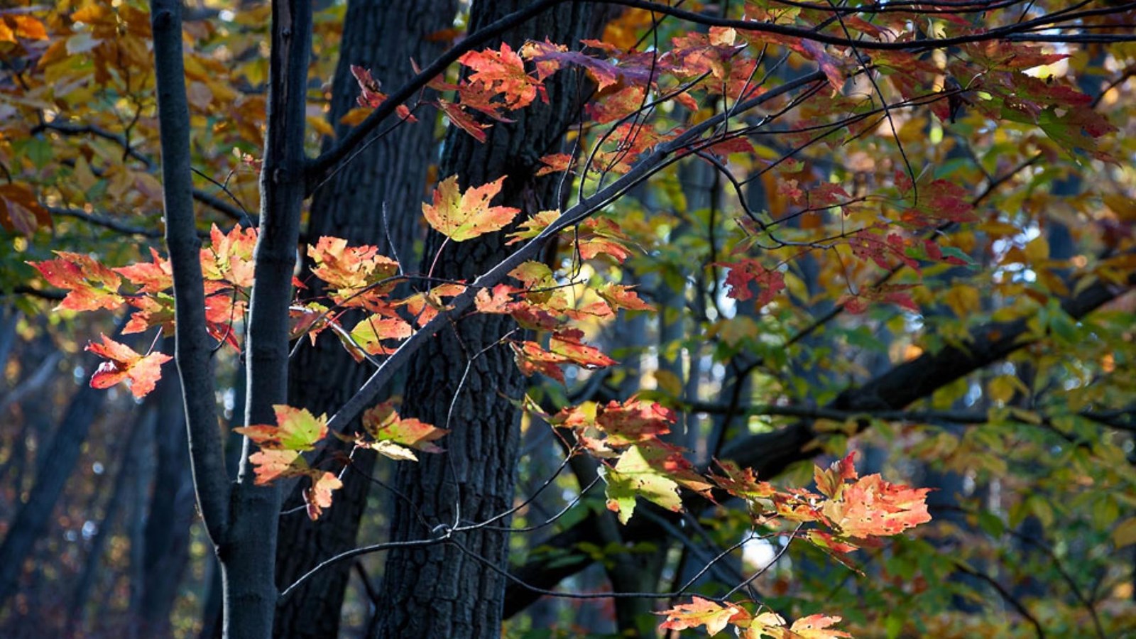 A tree with reddish leaves that have multiple pointed lobes.