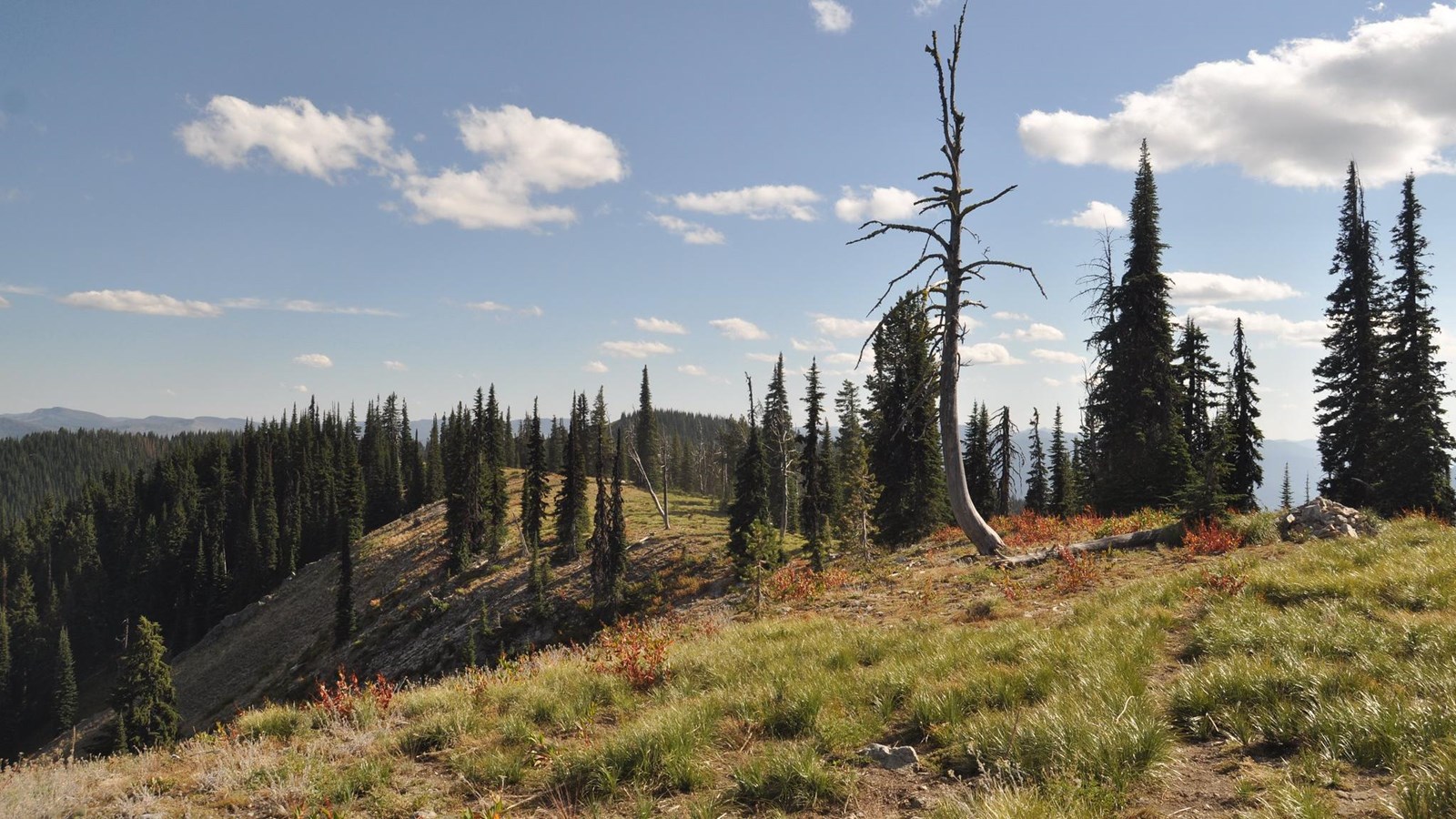 Photo of a mountain ridgeline with tall pine trees, blue skies, and scrub grasses.