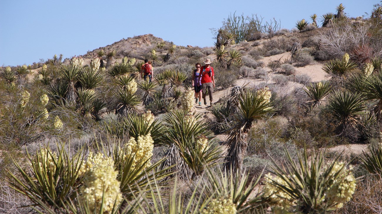Hikers descending a dirt trail through Joshua trees, yuccas, and shrubs.