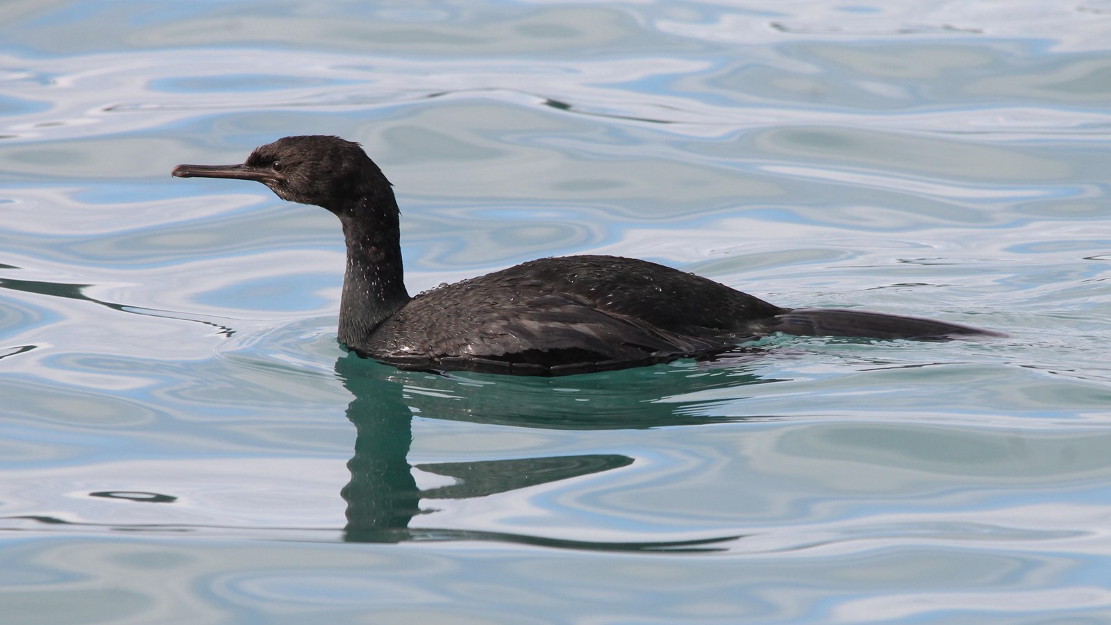A sheer black pelagic cormorant swims in smooth reflective water.