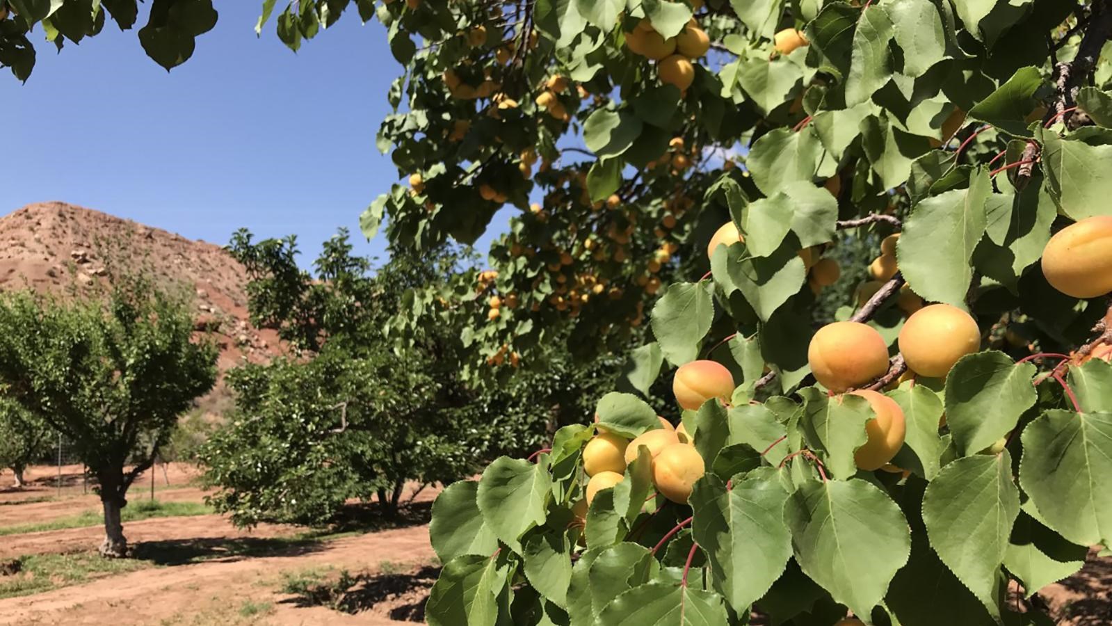 Tree branch full of ripening apricot fruit, rows of apricot trees in background
