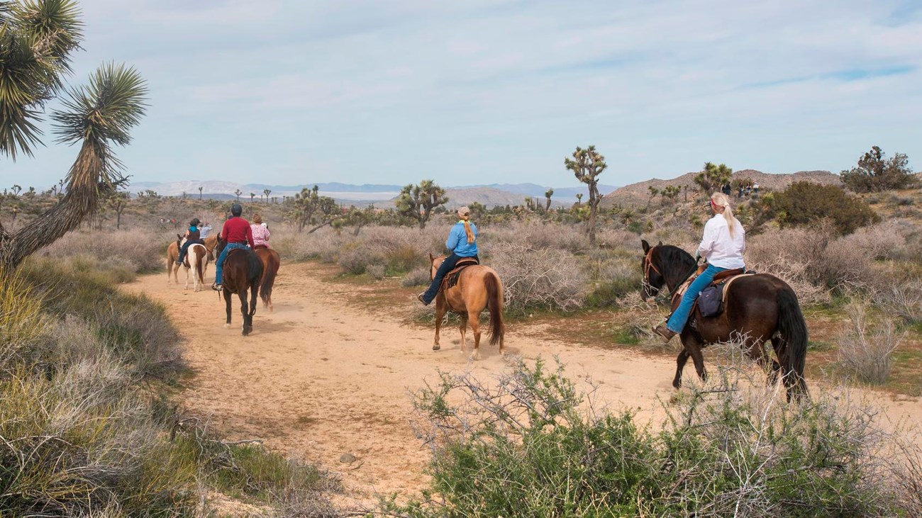 A group of horseback riders and their horses walk on a wide dirt trail. 