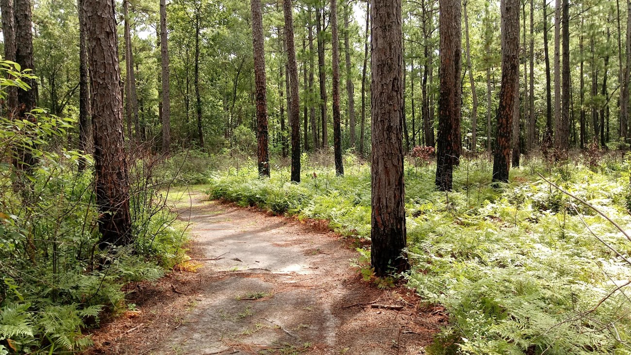 A trail meanders through a forest of pines and ferns in the early morning light.