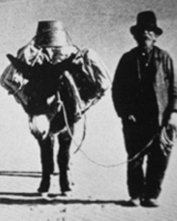 Miner standing next to his trusty mule.