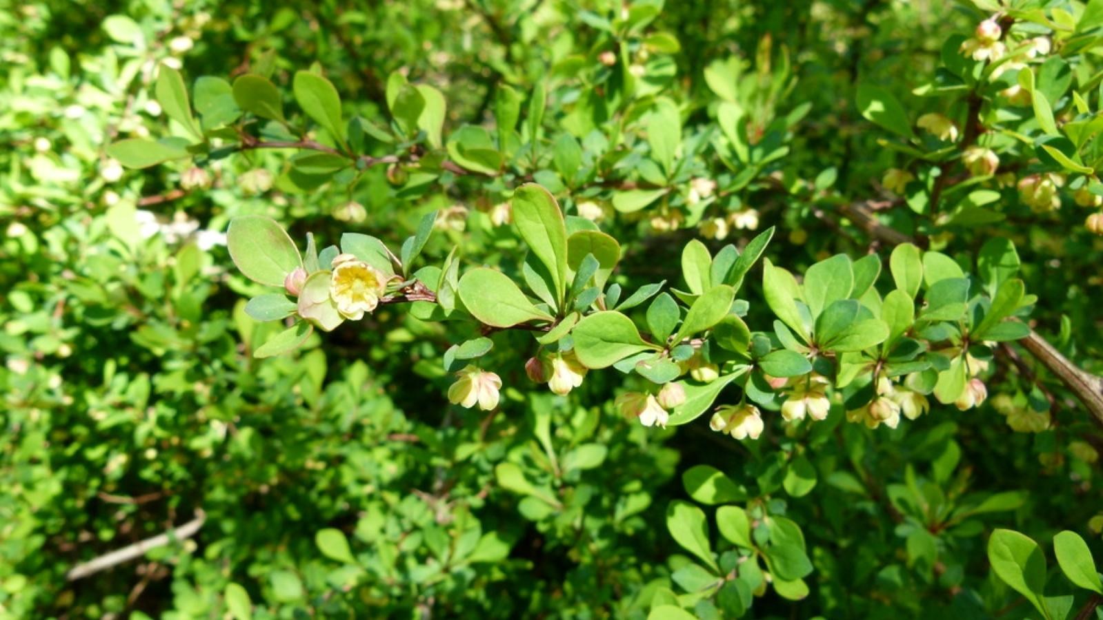 A long stem of small lobbed leaves with small cream colored flowers.