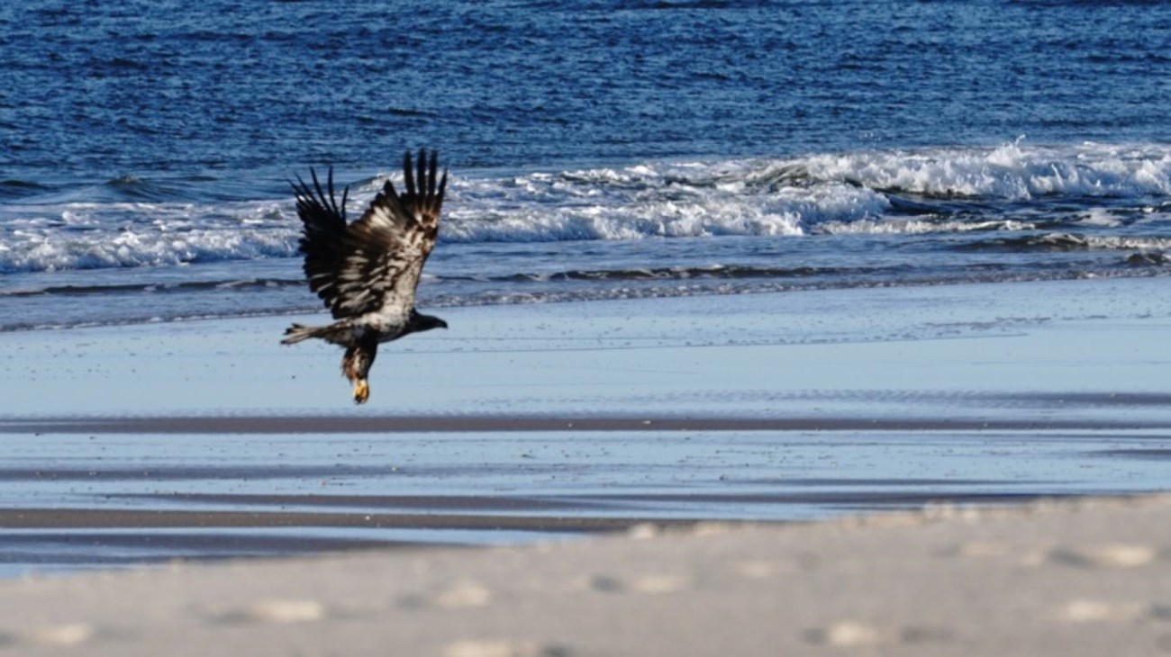 A speckled brown and white raptor takes flight before a calm ocean.