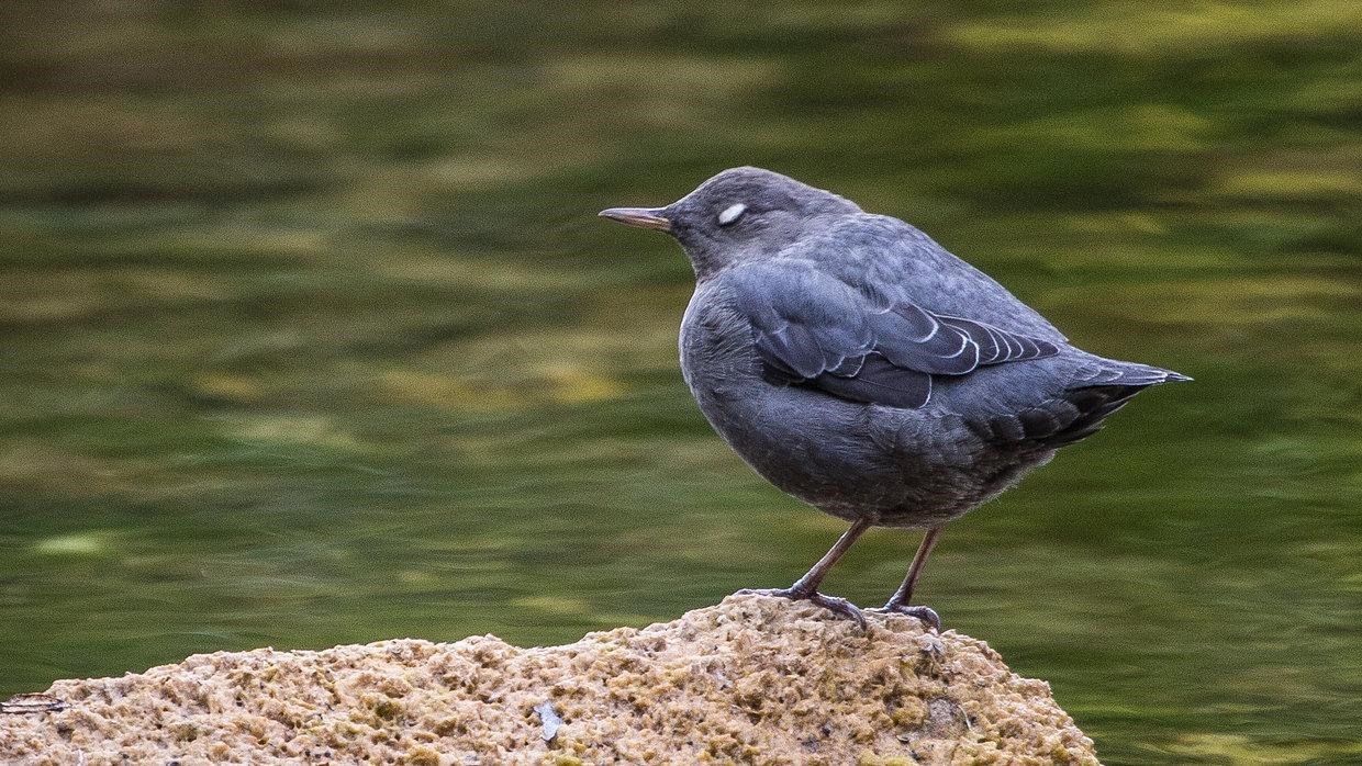 A round gray-blue bird sits on a pale brown rock in the water.
