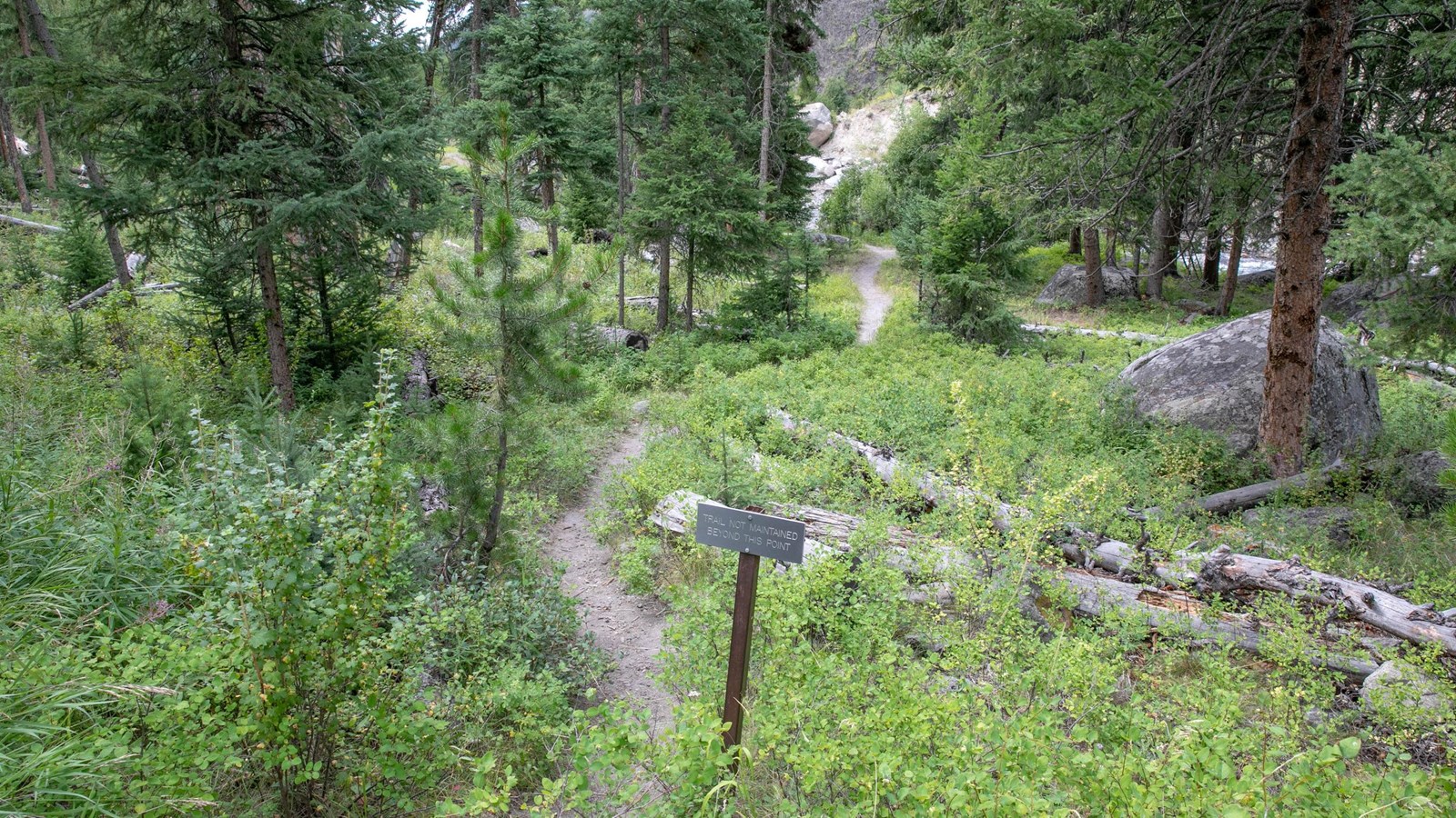 A narrow trail travels through the understory of a coniferous forest.