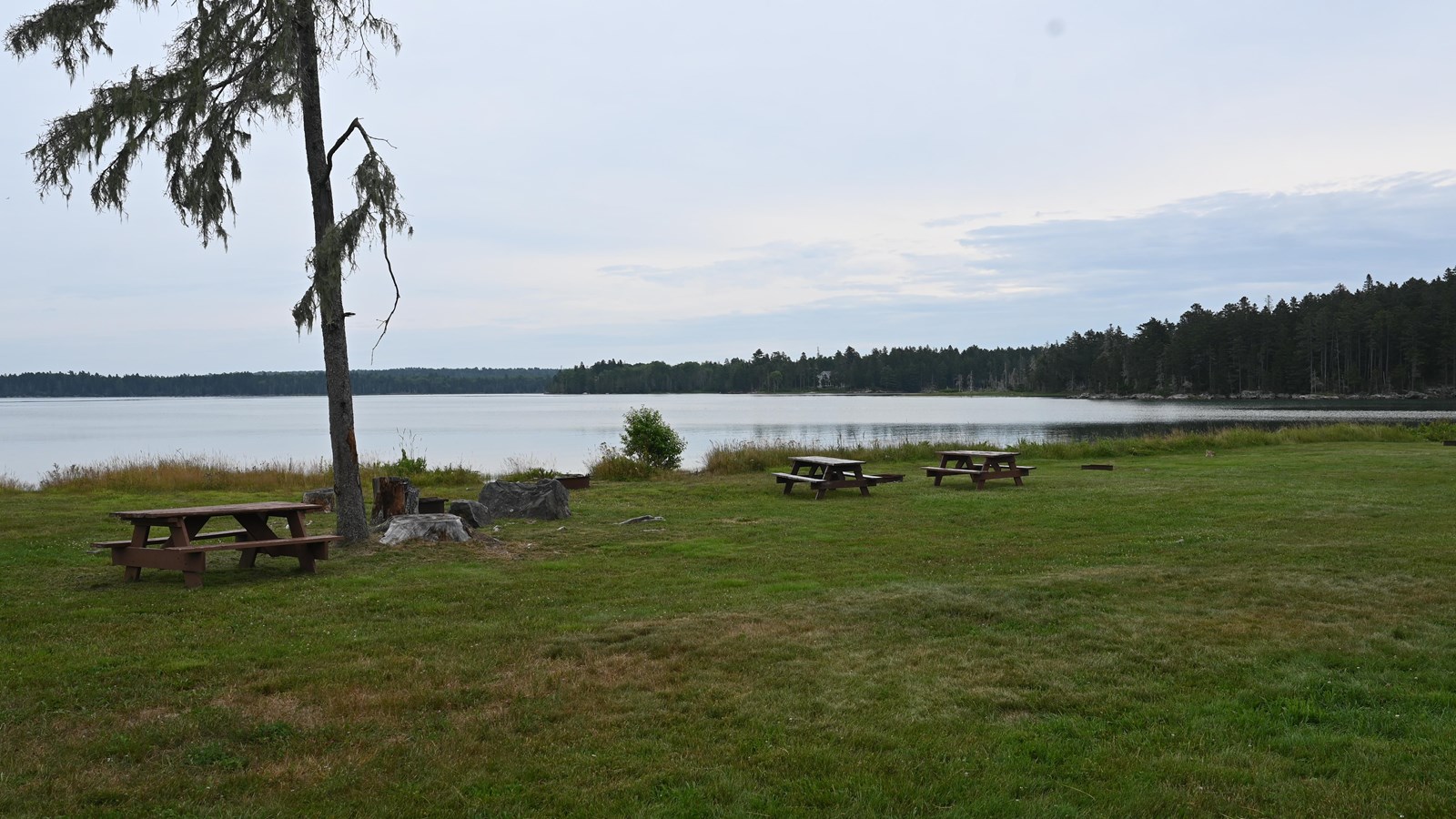 A large waterfront grassy field with a few trees with multiple picnic tables, grills, and fire pits 