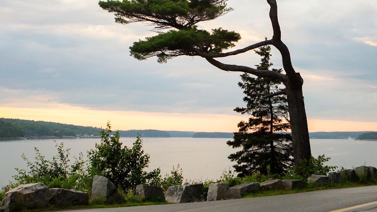 a tree along a road next to the water