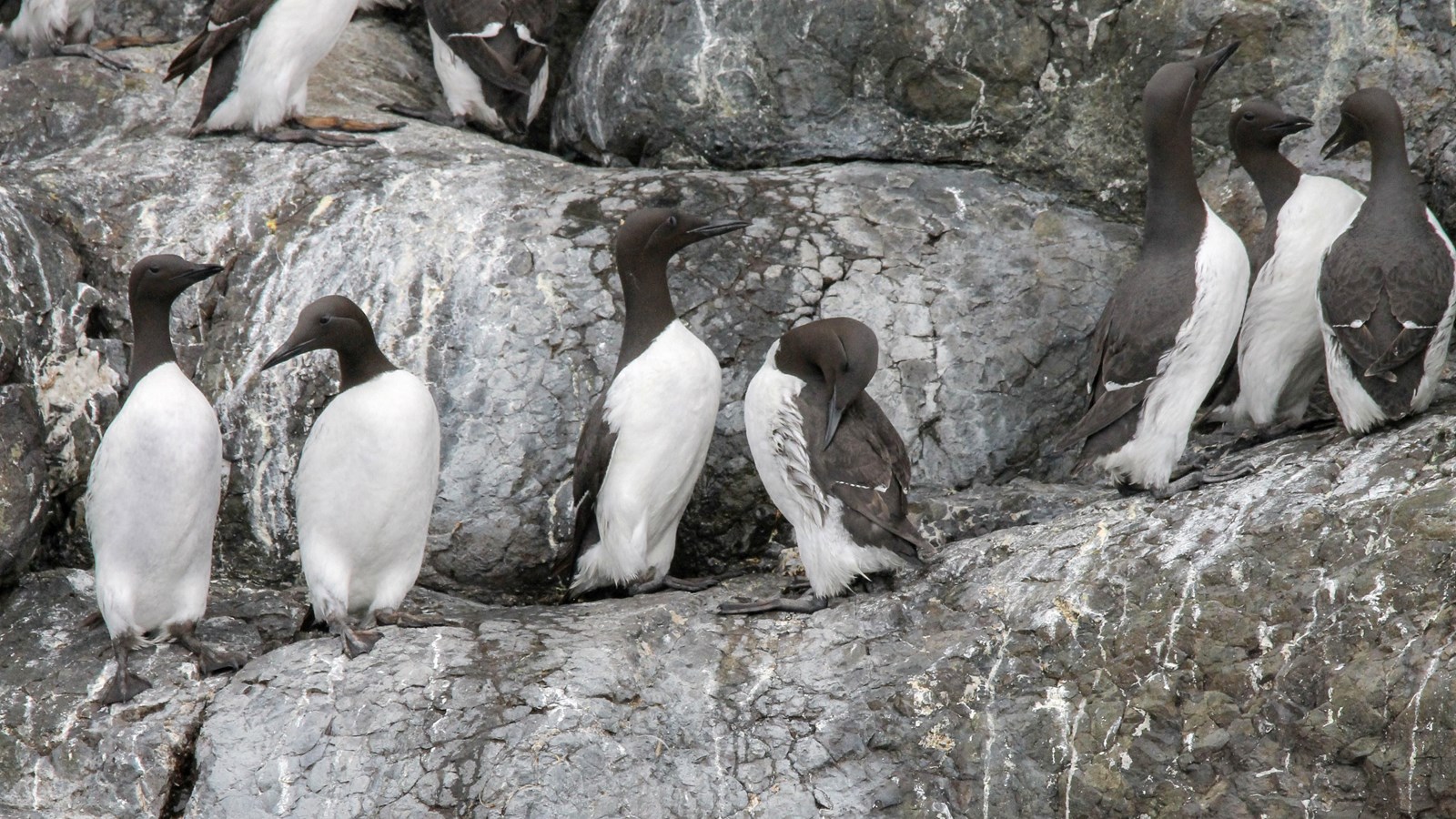 Several pairs of common murres on a smooth rocky cliff face.
