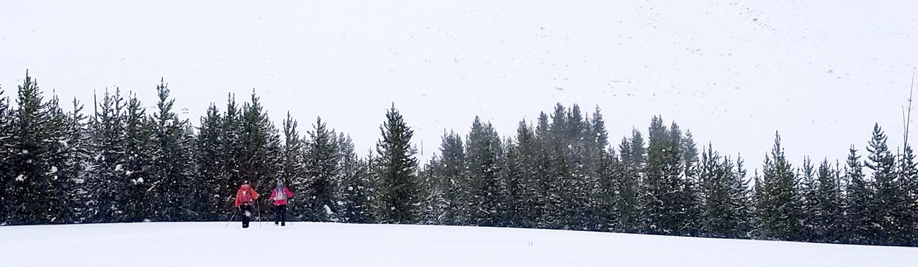 Two skiers ski toward a forested section of the Sheepeater Ski Trail near Bunsen Peak.