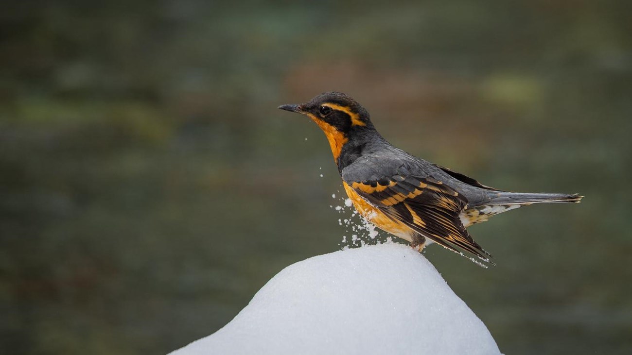A black and bright orange bird lands atop a snow bank.