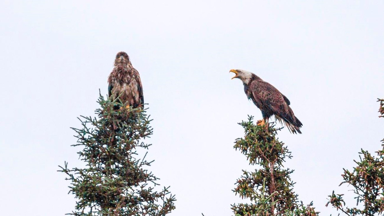  A large bird with a white head and brown body opens its beak towards another large brown bird.