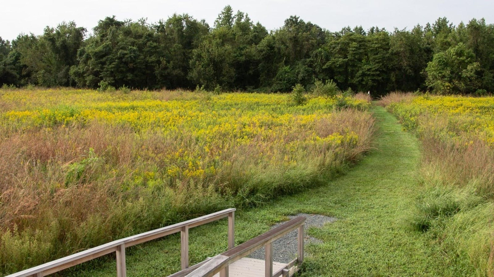 : A grassy path through a field of yellow wildflowers, bordered by trees.