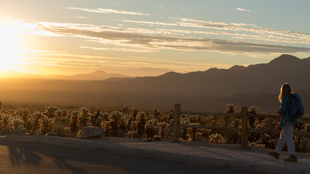 A person walking a sidewalk next to a fence in front of chollas with the sun setting over mountains.