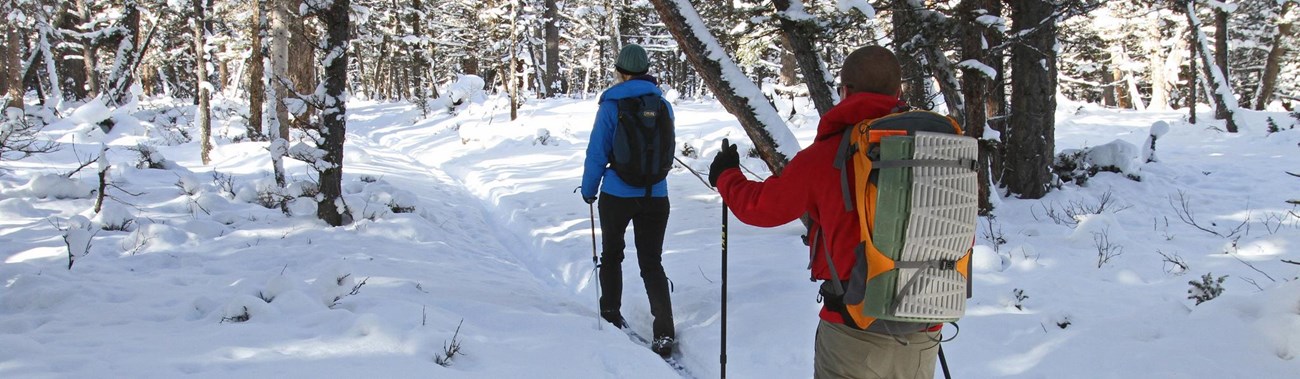 Two skiers make their way on a slight incline through a lodgepole pine forest.