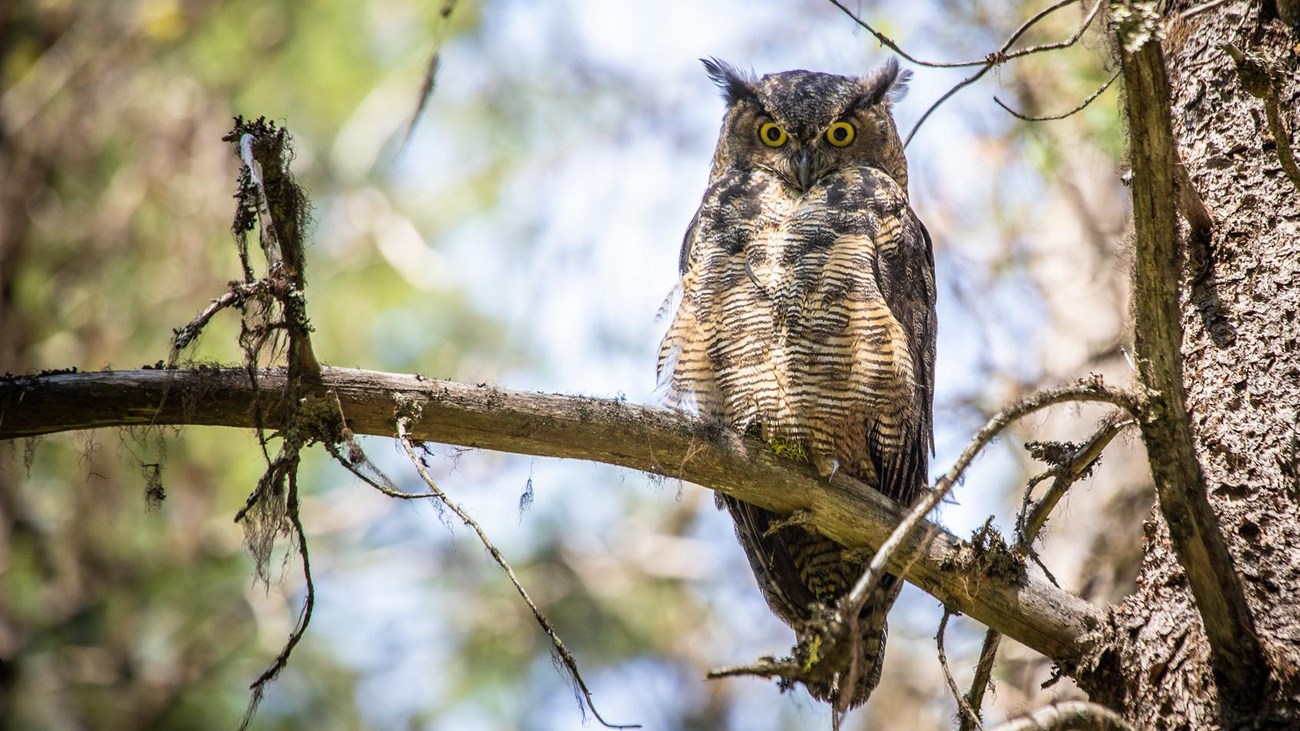 An owl with feathers resembling eyebrows and yellow eyes stares down from a tree branch.