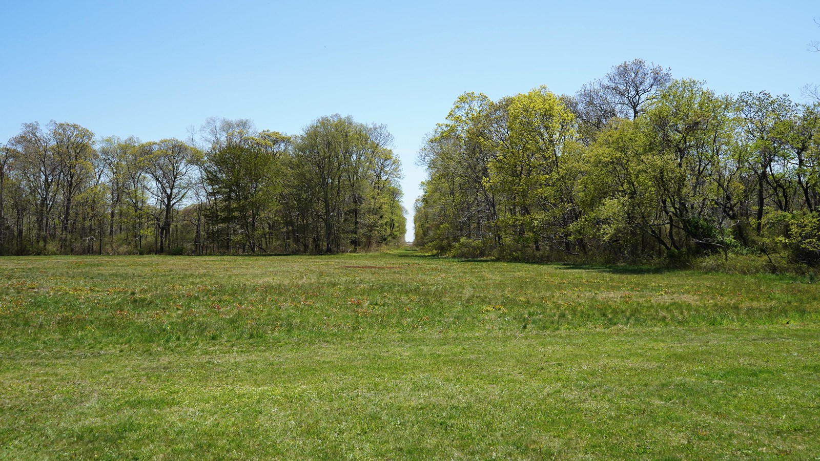 A break in a dense tree line is visible from an open field. 