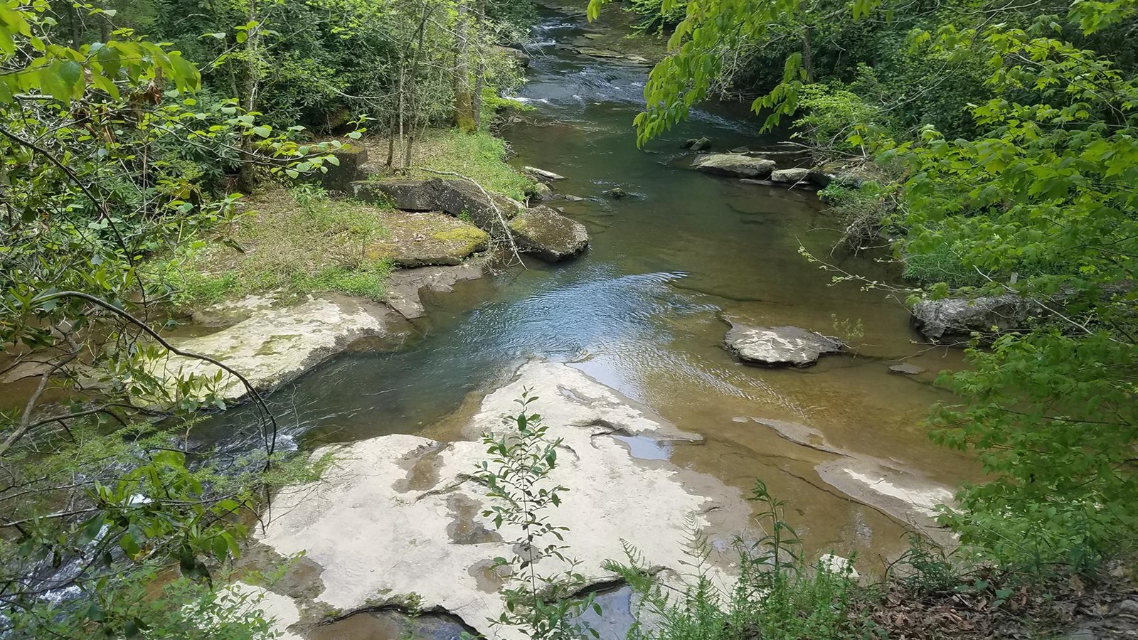 Looking down into a rocky streambed in thick forest