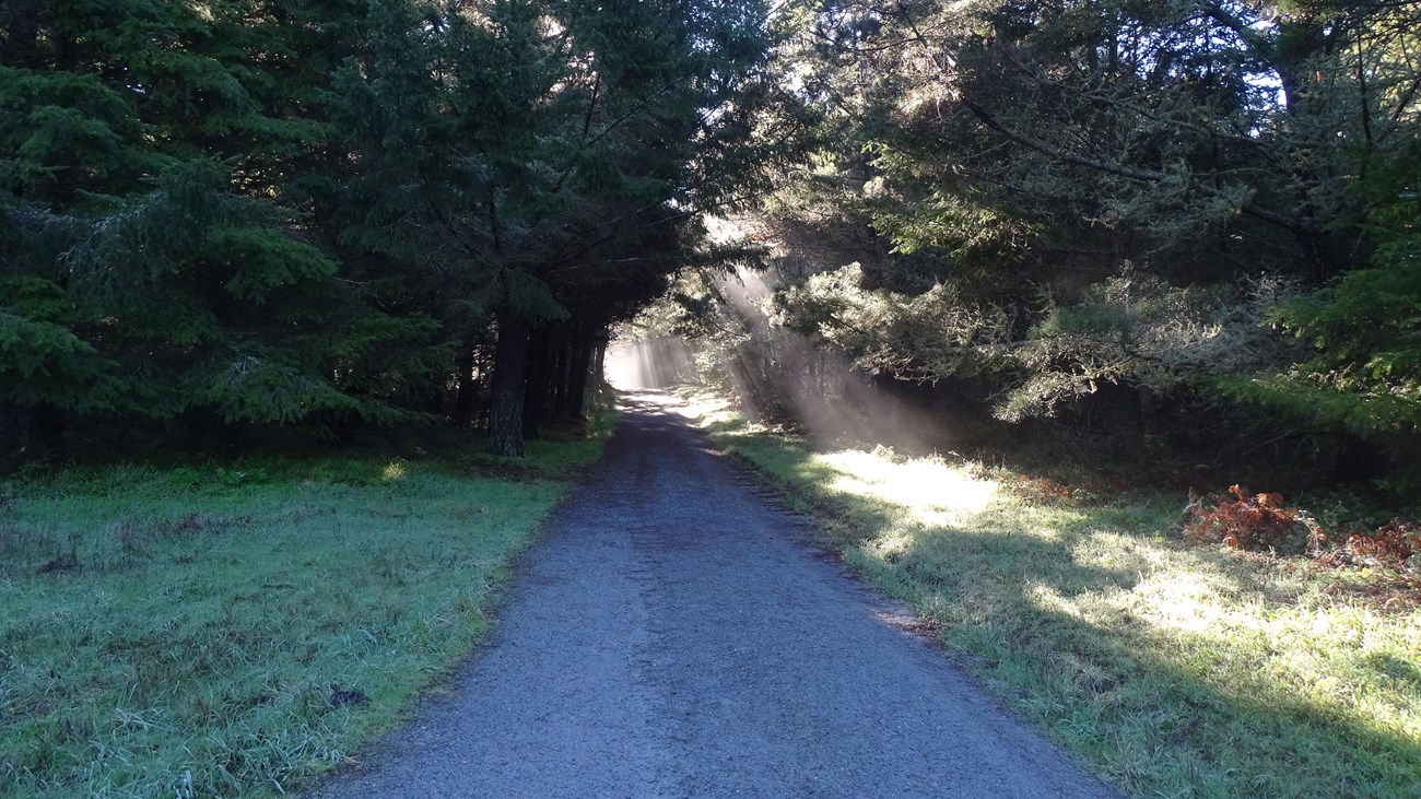 Slanted sunlight illuminates moisture in the air above a gravel road that passes through a forest.