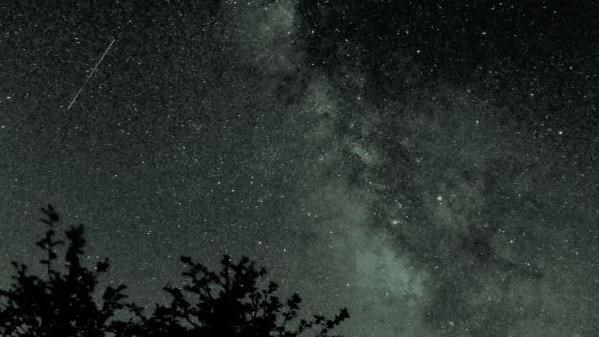 Trees against a night sky with the Milky Way