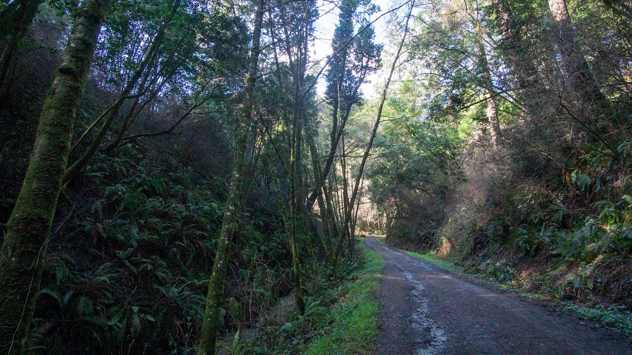 A path of packed dirt cuts through a lush forest of thin, moss-sided, leafy trees.