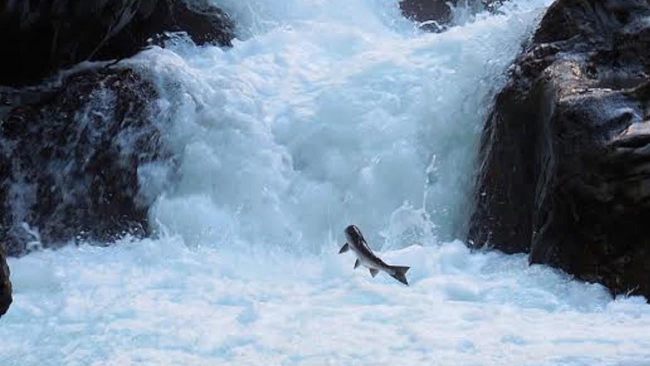 A salmon jumping up a waterfall.