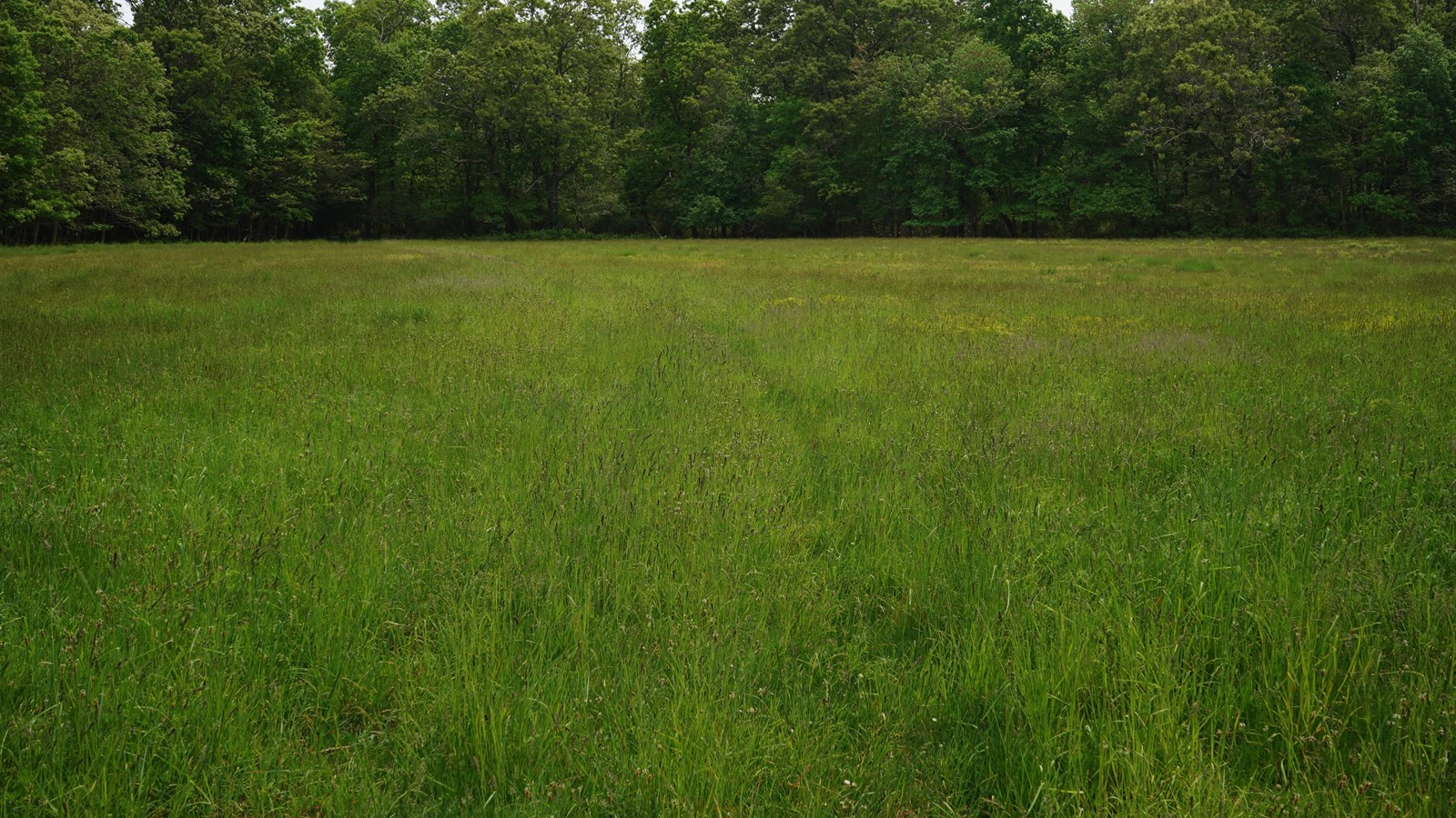 A field of tall and scrubby grass stands before a dense forest.