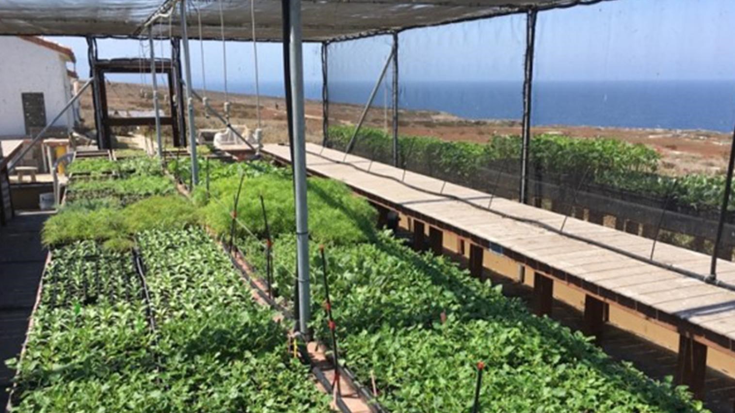 rows of plants growing in a nursery overlooking the ocean.