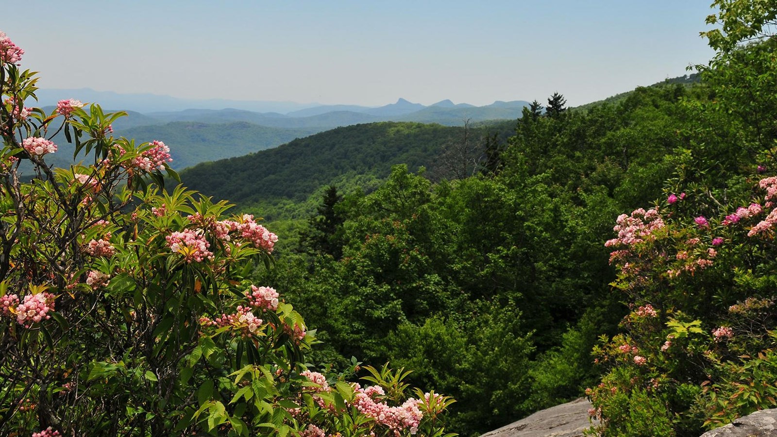 Pink rhododendron flowers frame a view of lush, green forests and distant blue mountains