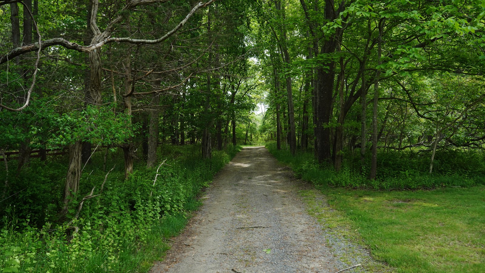 A dirt road lead through a scrubby forest
