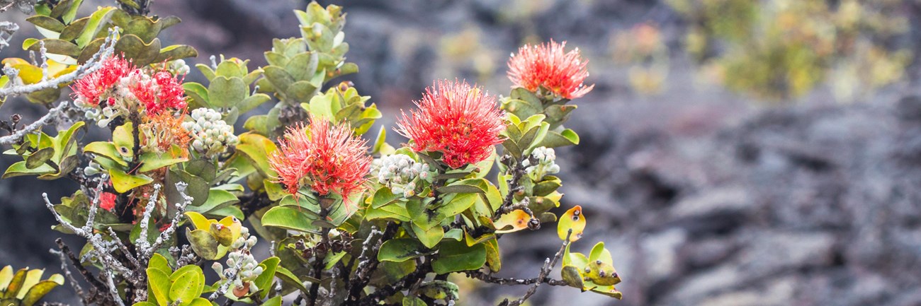 Red blossoms of ʻōhiʻa lehua over a lava field