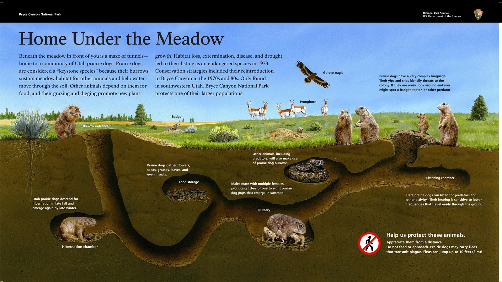 A wayside exhibit with an illustration of a below ground Prairie dog colony and information.