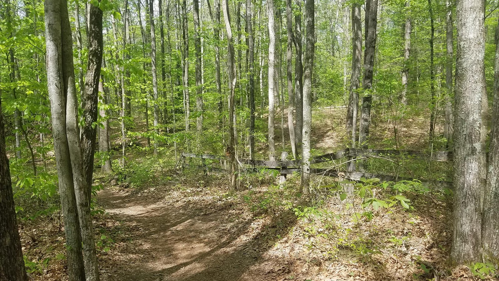 A trail through forest