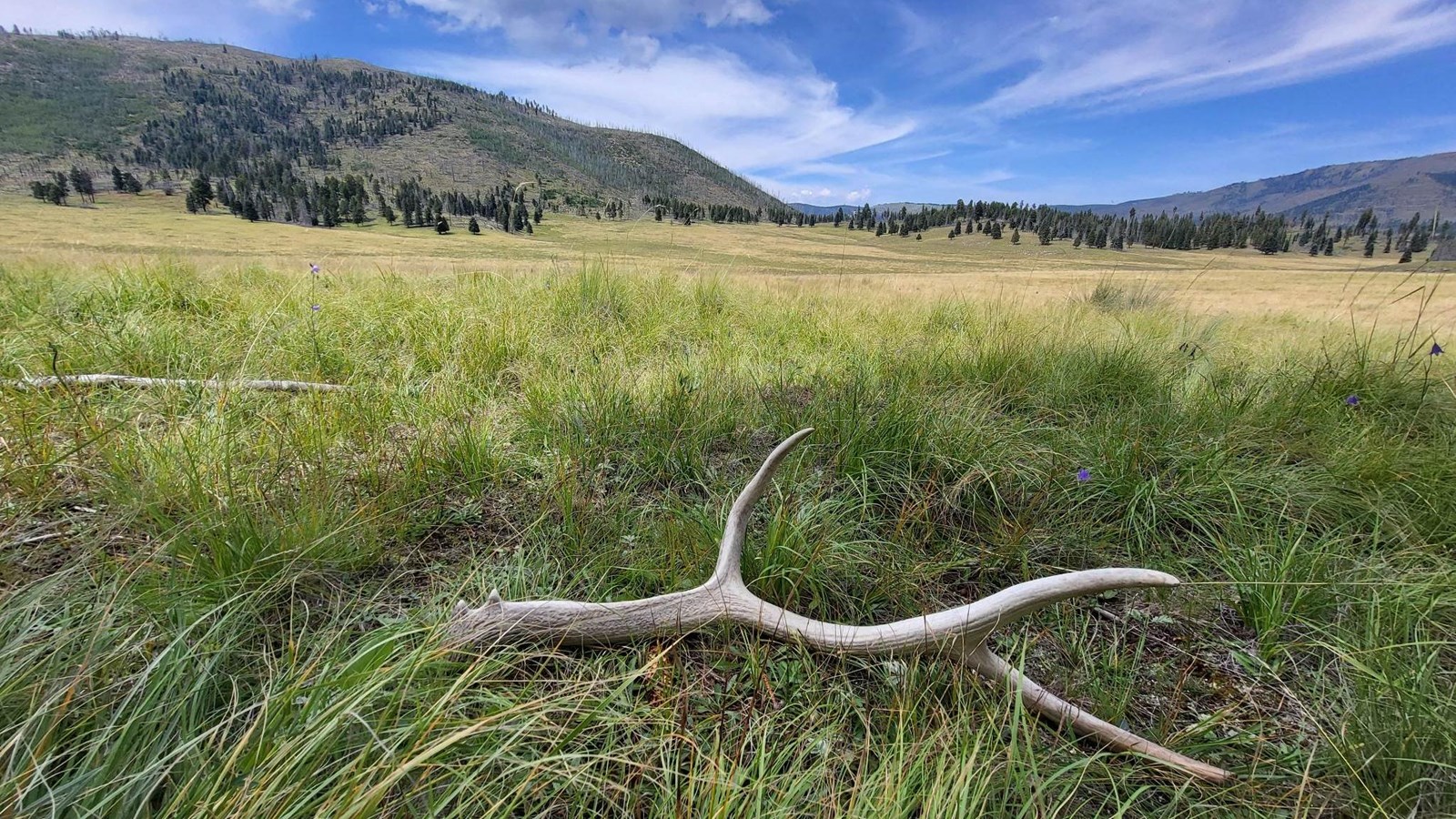 An elk antler lies on the ground in a montane grassland