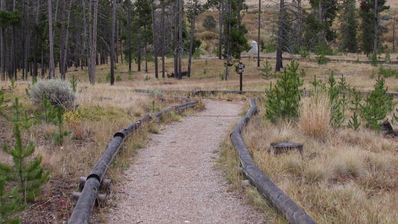 Natural compacted earth trail in the foreground leading towards lodgepole pine forest. 