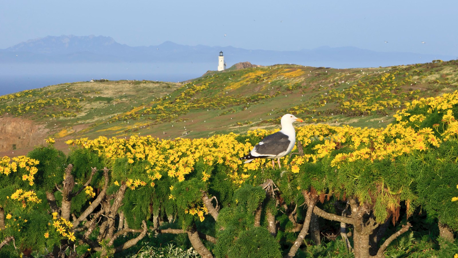 Yellow-flowered plant on top of island with lighthouse, white sea gull, and ocean.