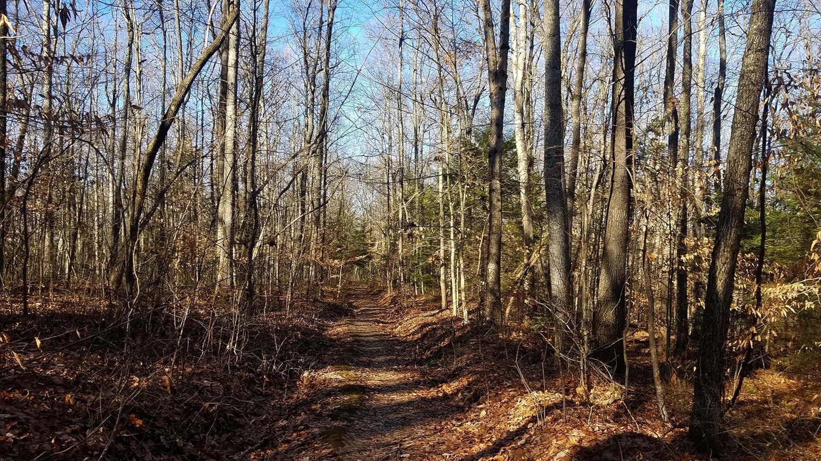 trail through forest with late afternoon shadows