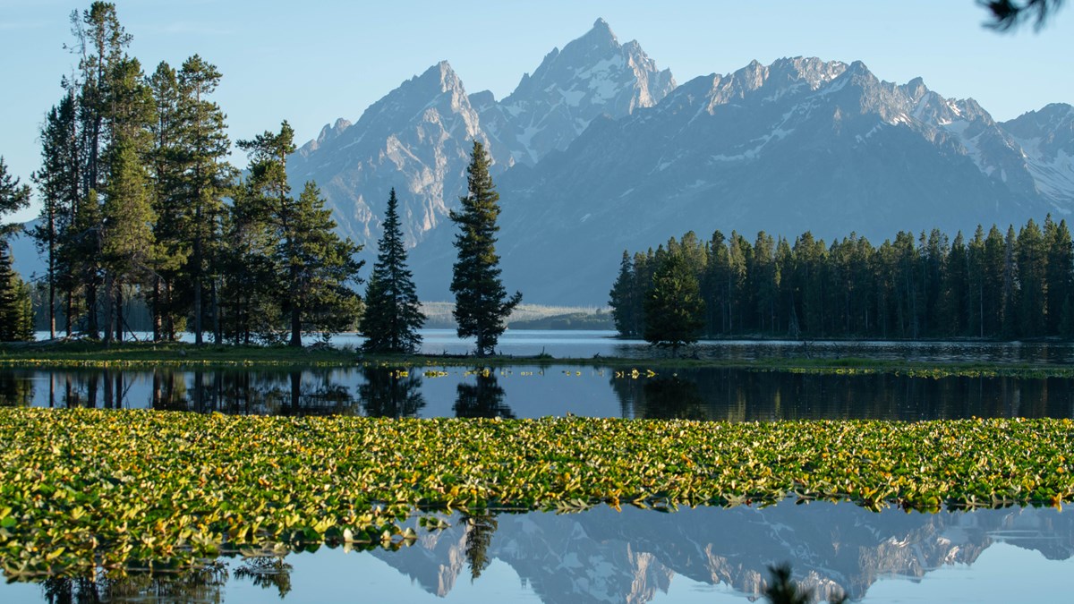 A mountain range viewed across a lily pad-covered pond.
