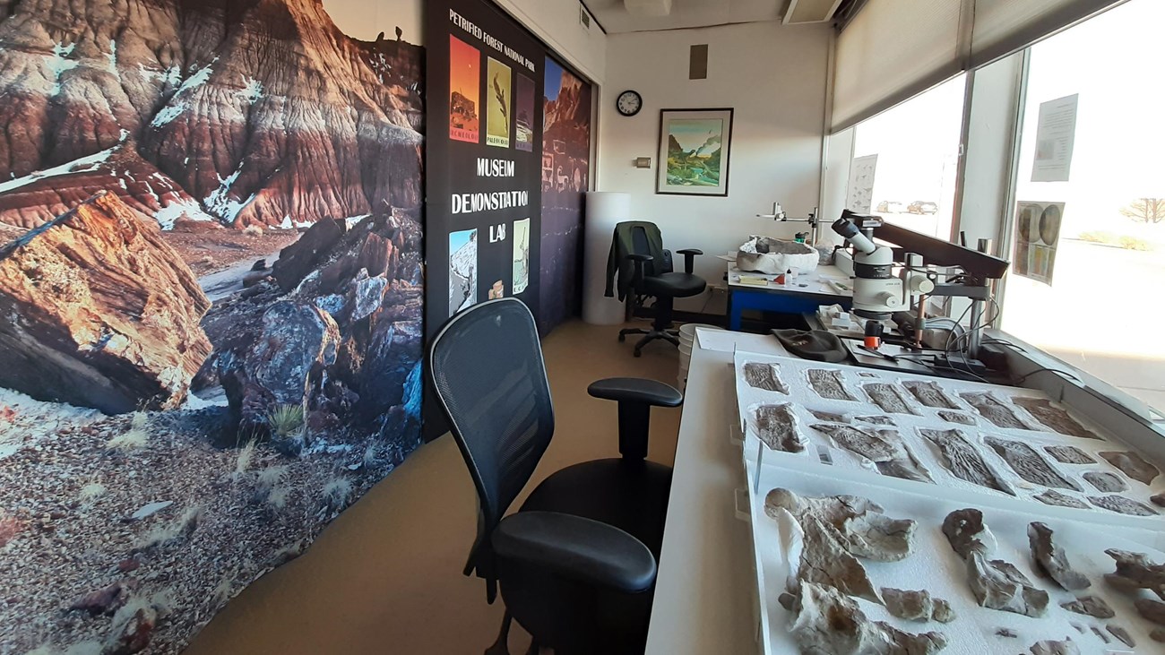 Fossils in a room with large windows and posters.