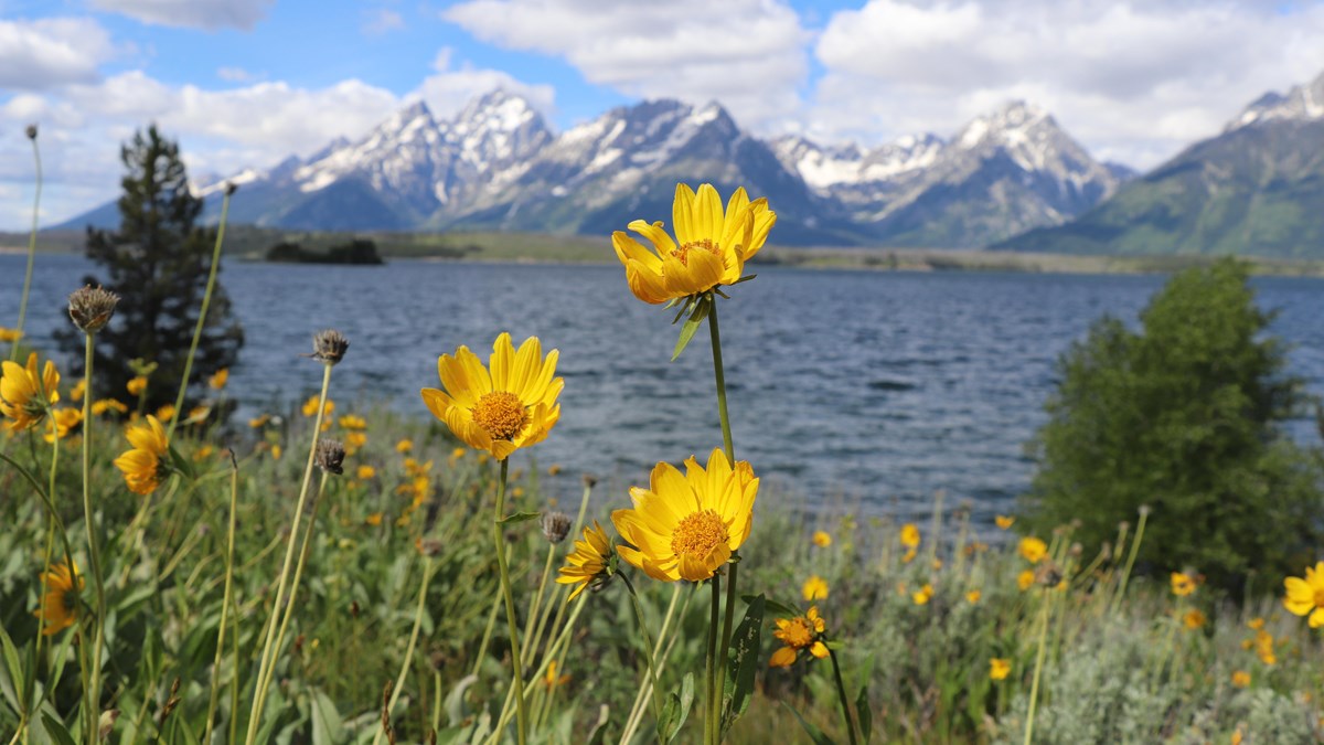 Yellow flowers bloom in front of a lake at the base of a mountain range.