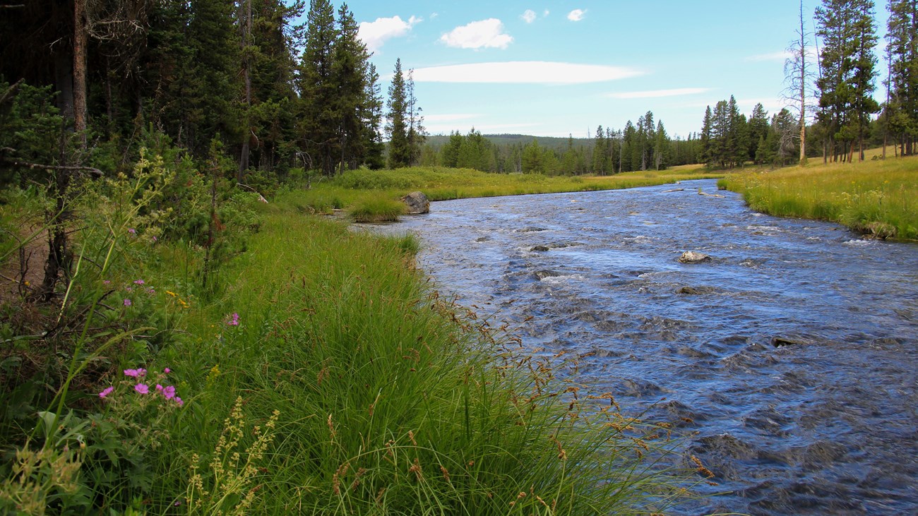 A creek runs through an open forest with grass along its banks.